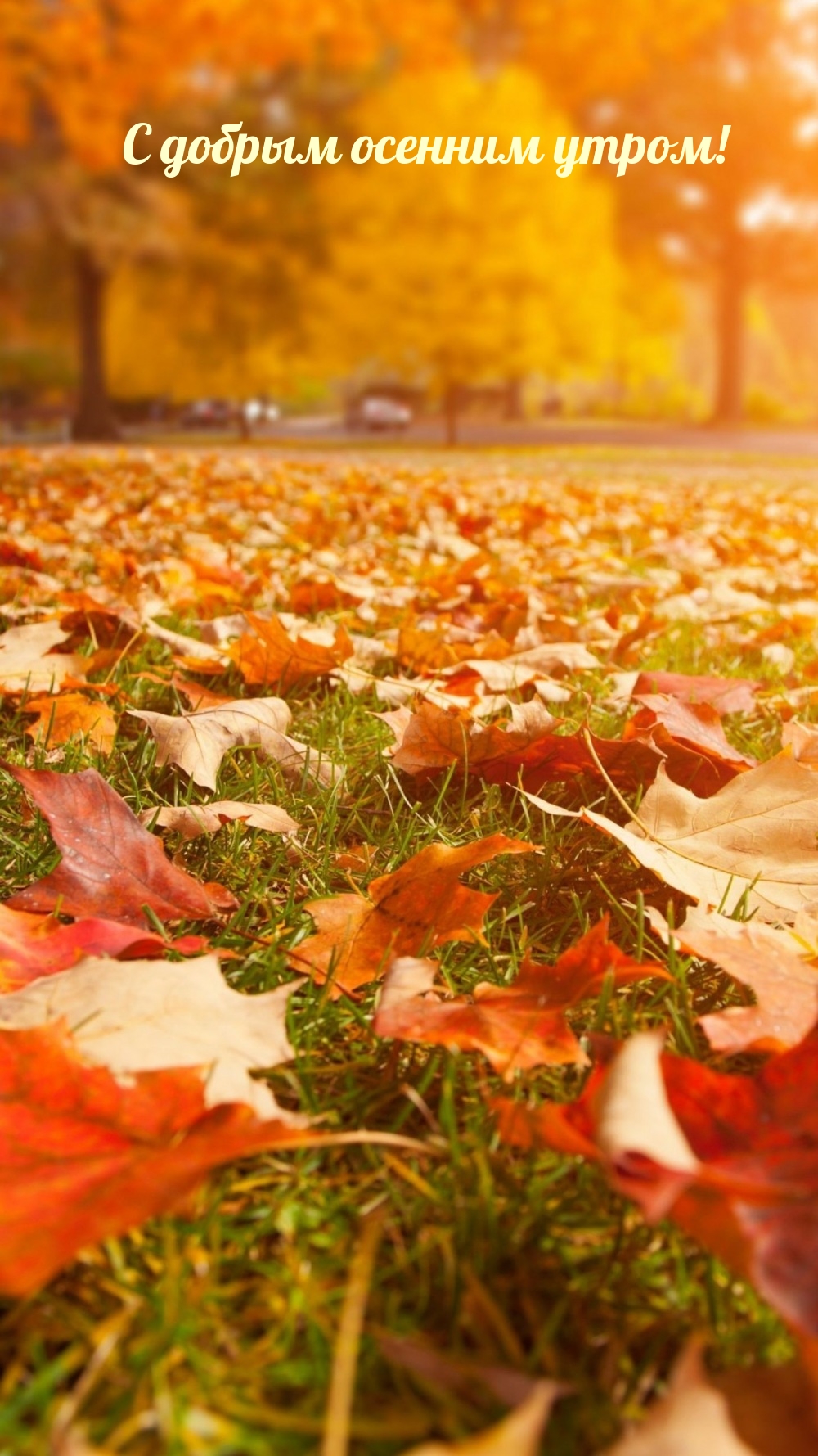 С добрым осенним утром!