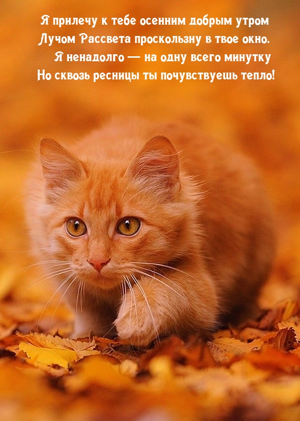 Я прилечу к тебе осенним добрым утром 