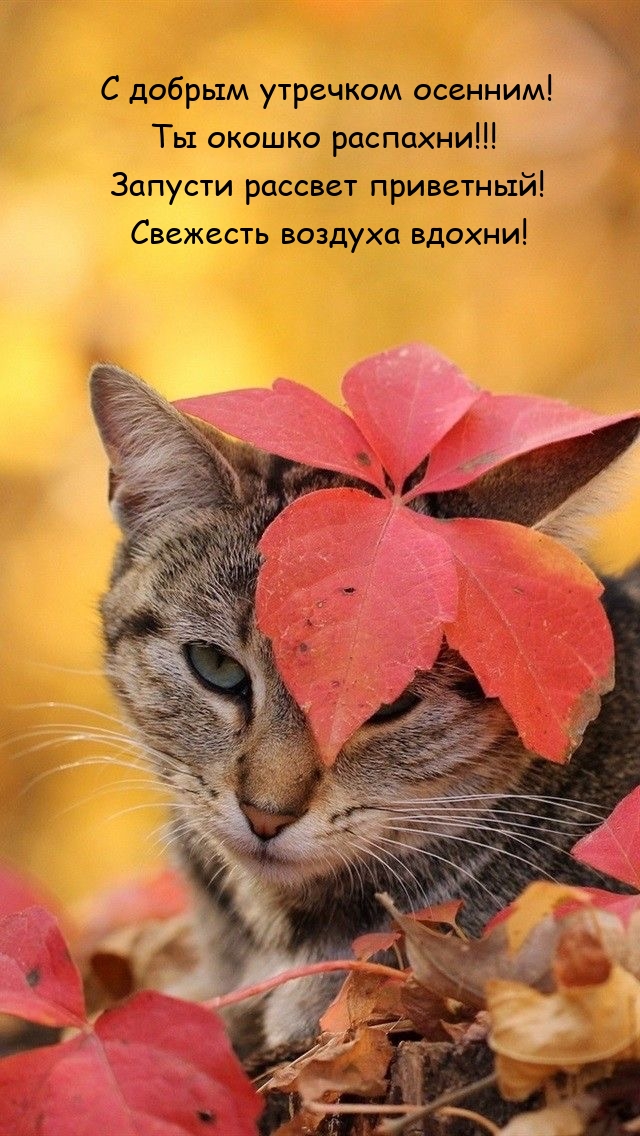 С добрым утречком осенним! Ты окошко распахни!