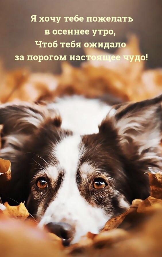 Я хочу тебе пожелать в осеннее утро, чтоб ожидало за порогом чудо!