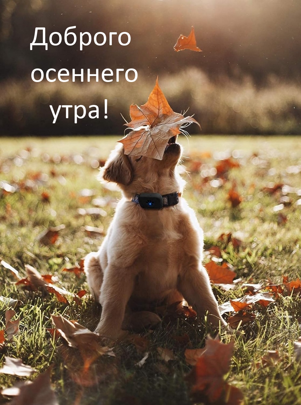 Доброго осеннего утра!