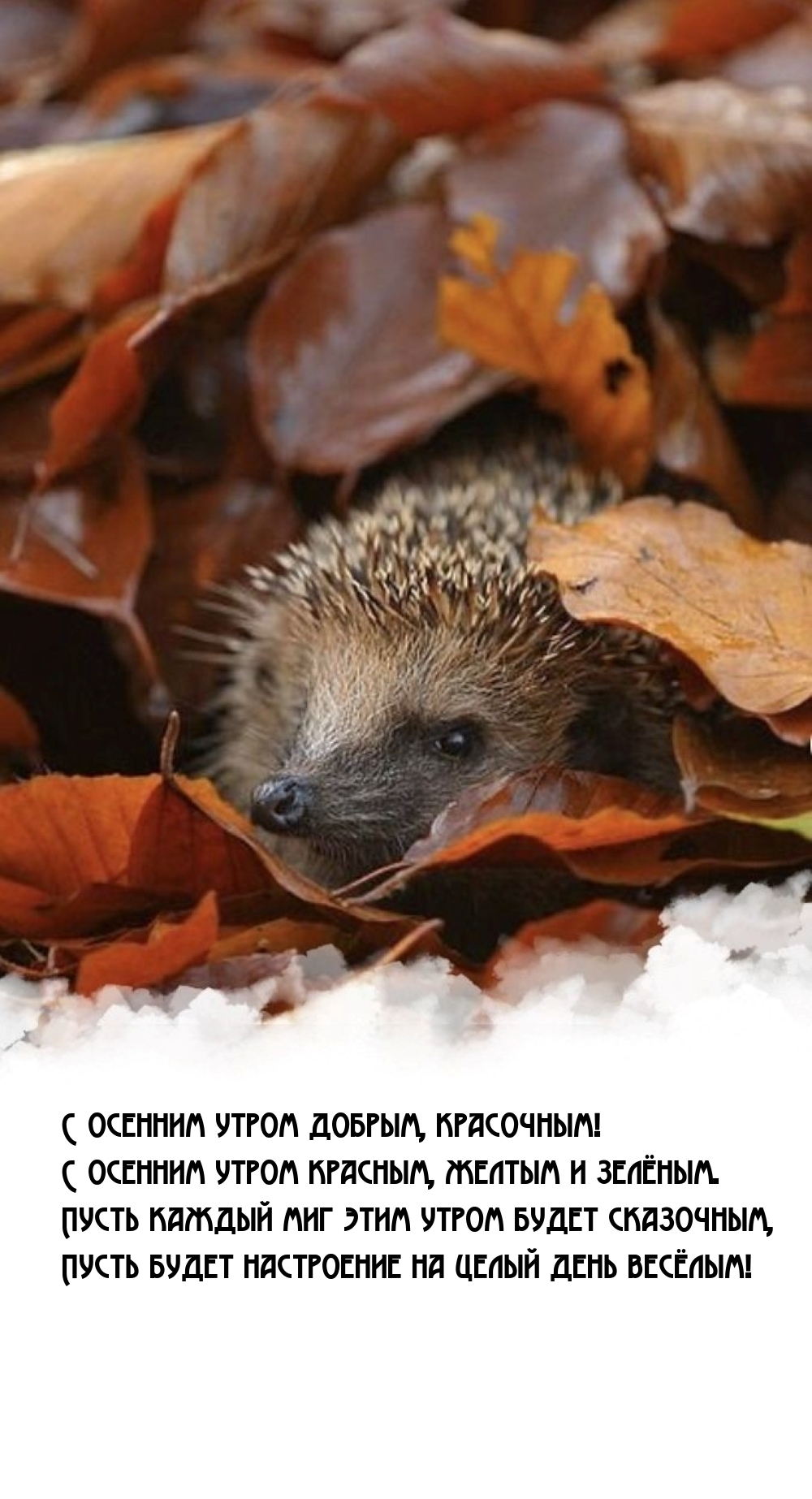 С осенним утром красным, желтым и зелёным.