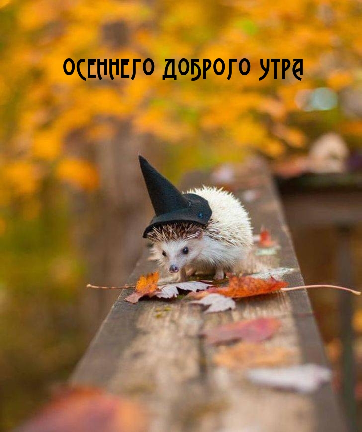Осеннего доброго утра