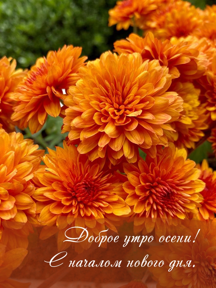 Доброе утро осени! С началом нового дня.