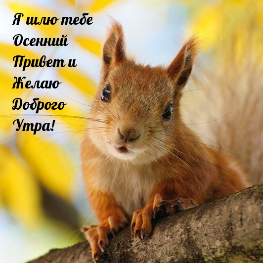 Я шлю тебе Осенний Привет и Желаю Доброго Утра!