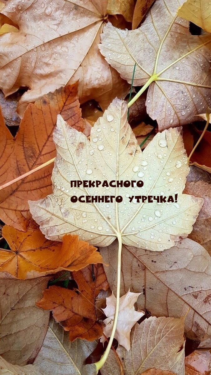 Прекрасного осеннего утречка!