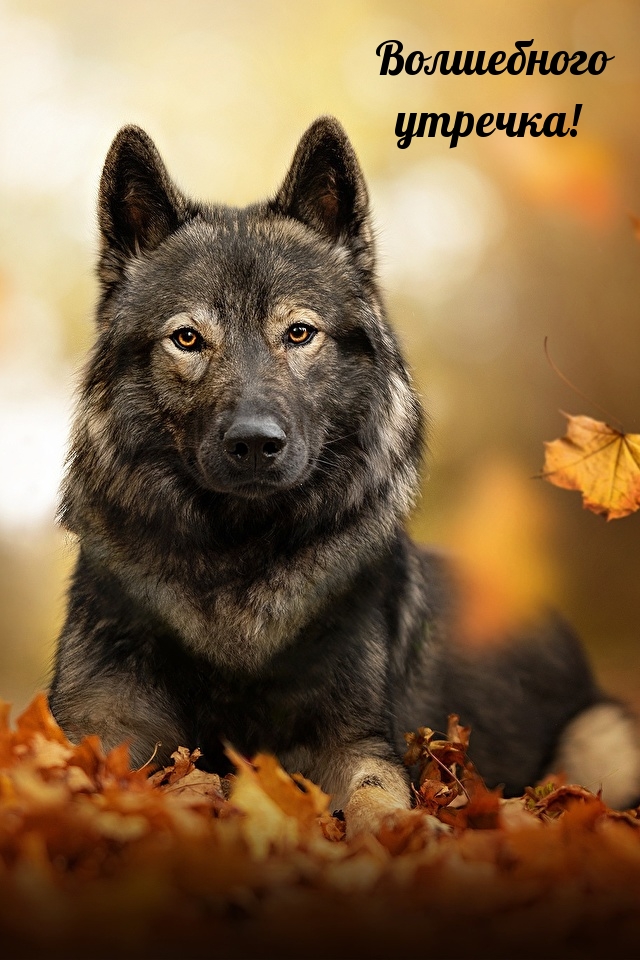 Волшебного утречка!