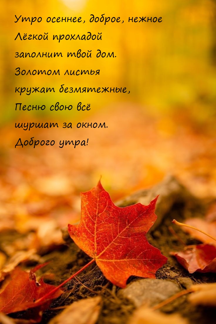 Утро осеннее, доброе, нежное лёгкой прохладой