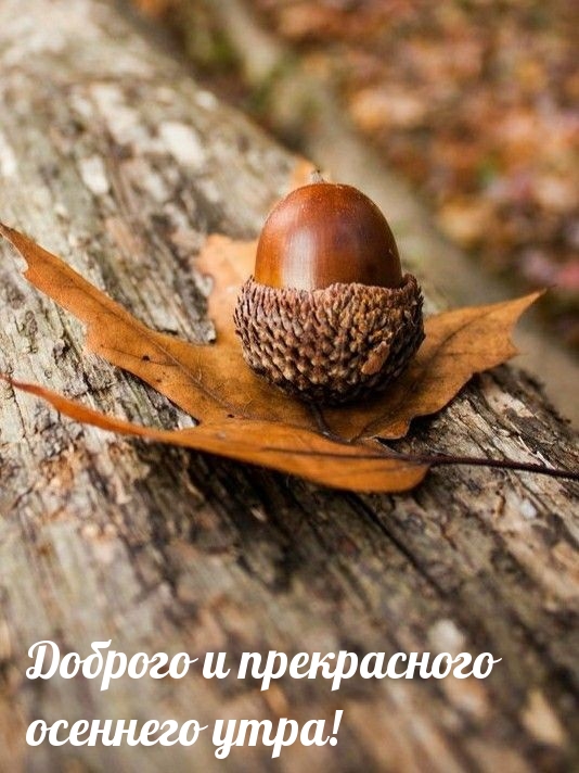 Доброго и прекрасного осеннего утра!