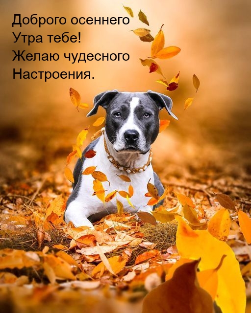 Доброго осеннего утра тебе! Желаю чудесного настроения.