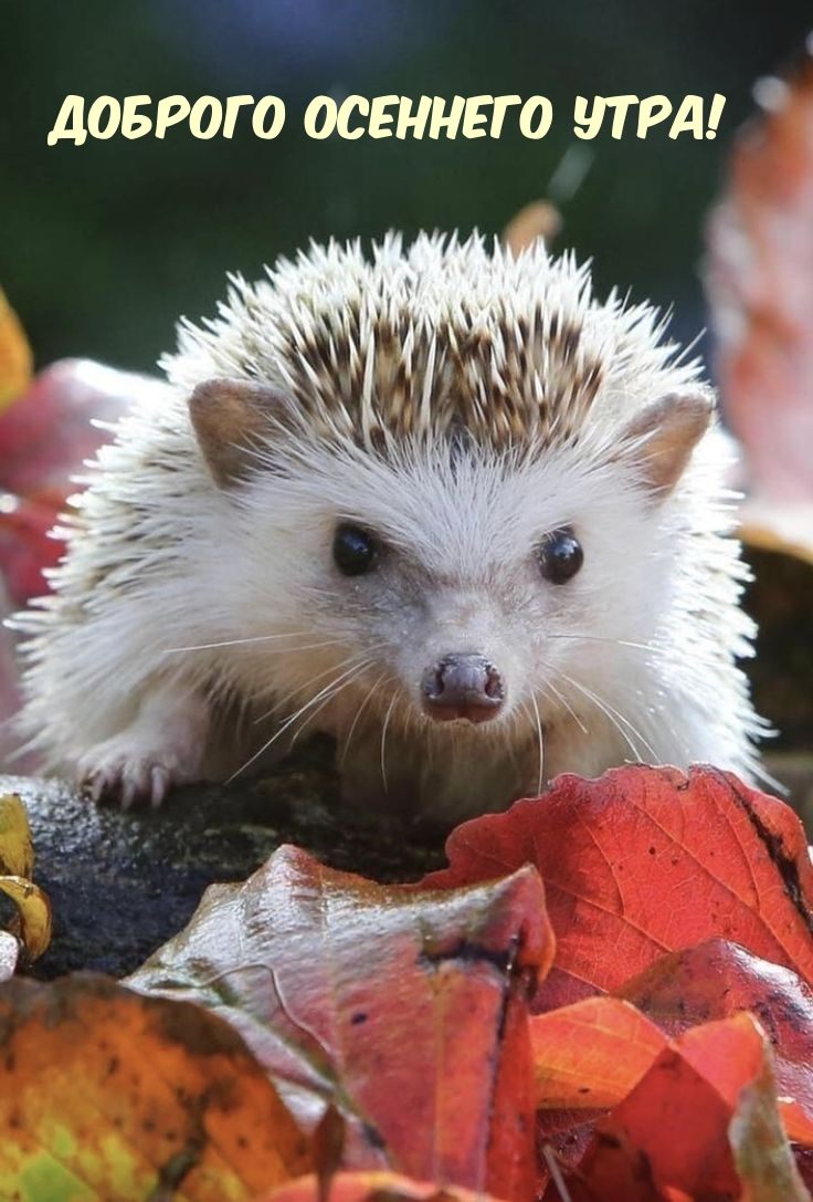 Доброго осеннего утра!