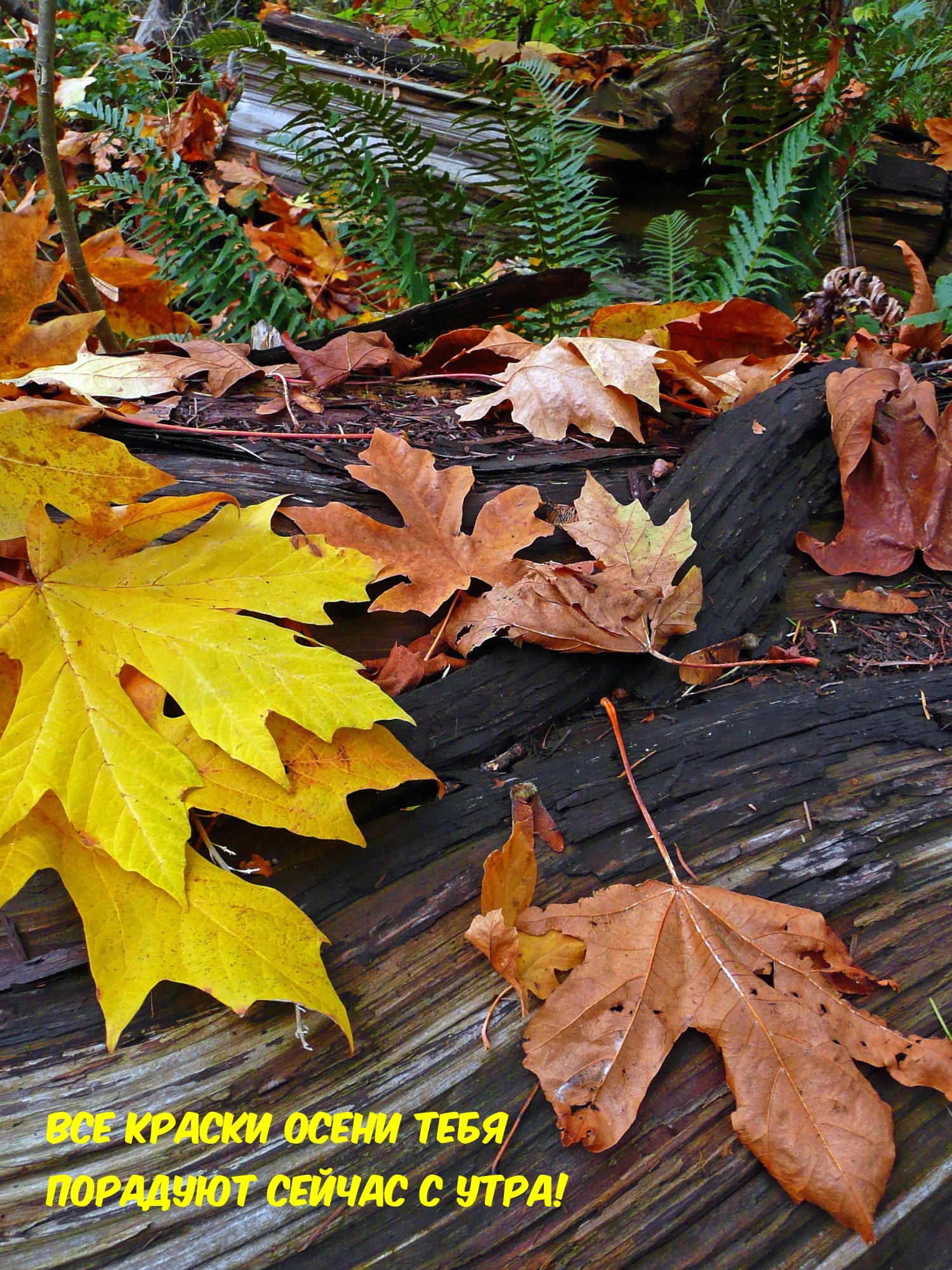 Все краски осени тебя порадуют сейчас с утра!
