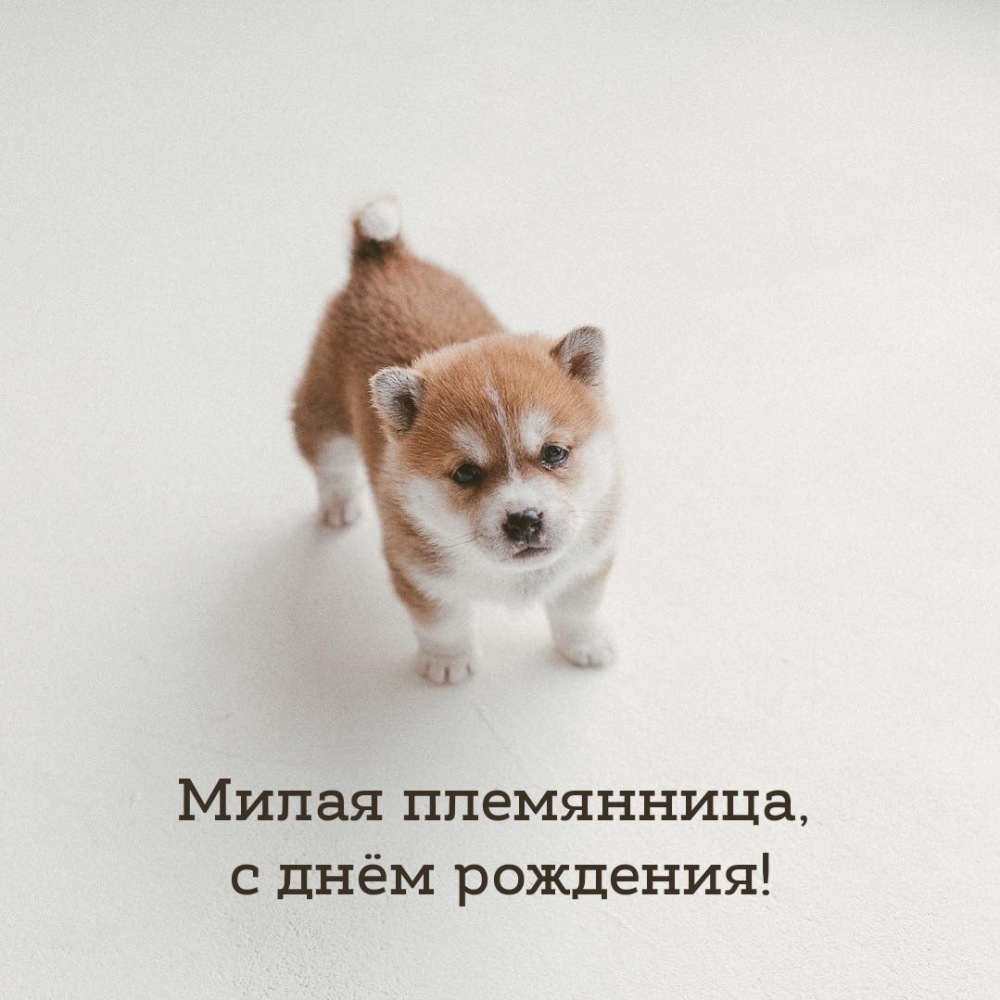 Милая племянница, с днём рождения!
