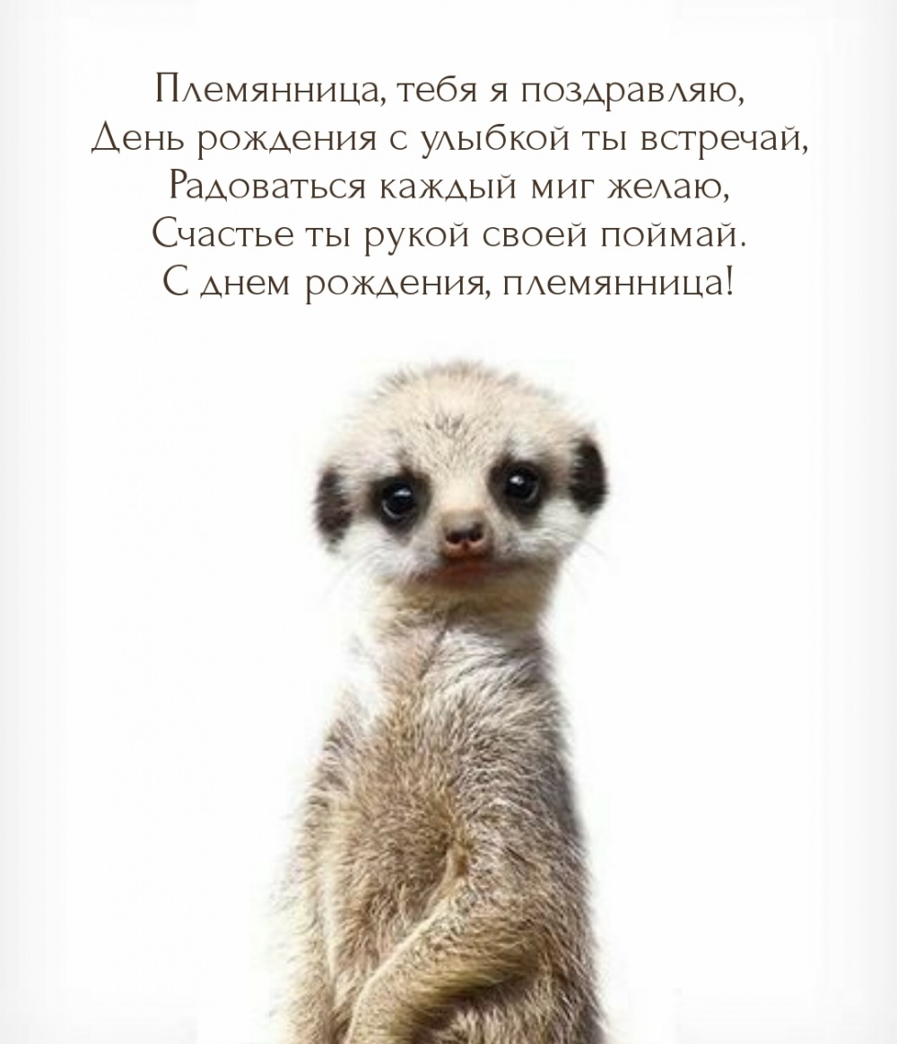 Племянница, я поздравляю, день рождения с улыбкой ты встречай