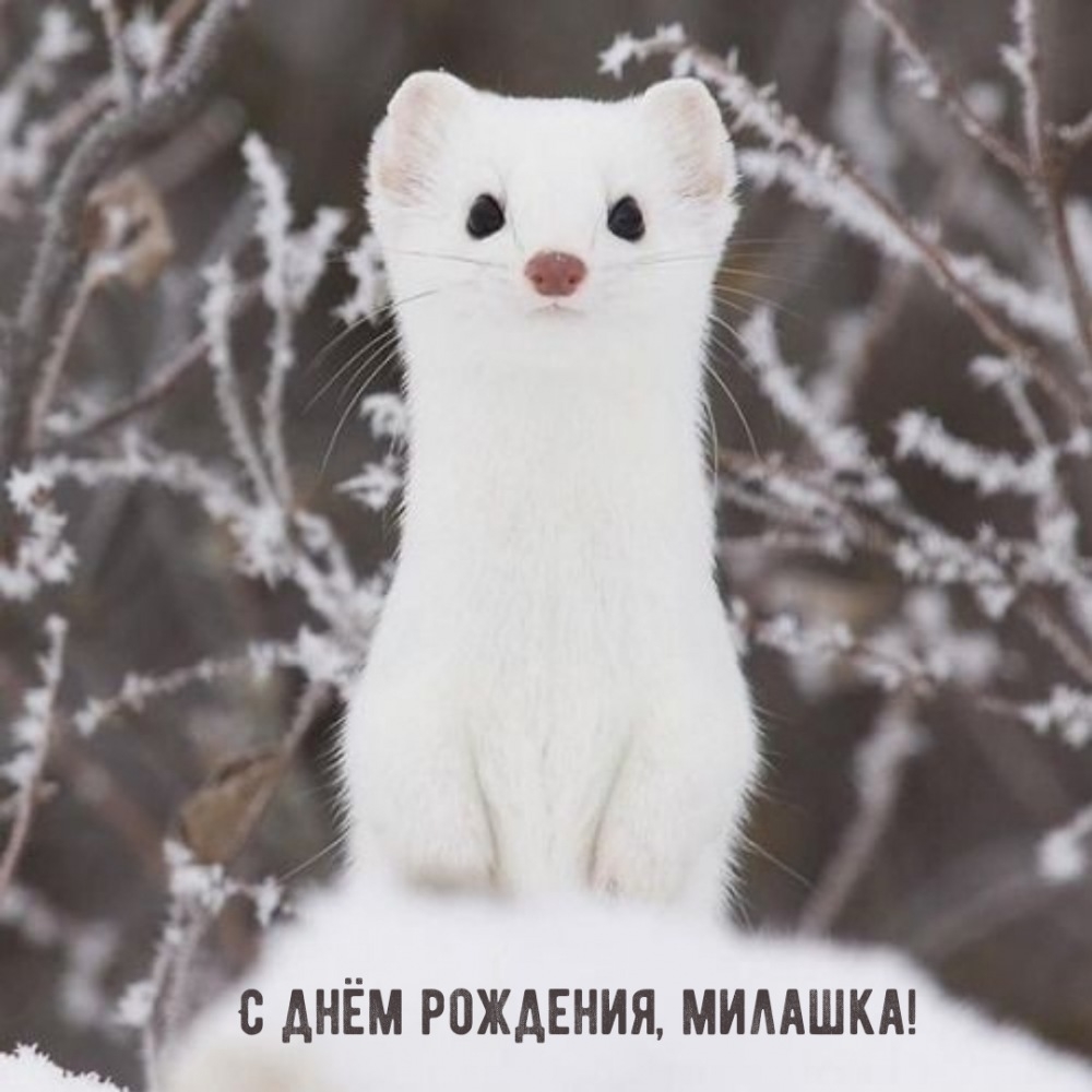 С днём рождения, милашка!