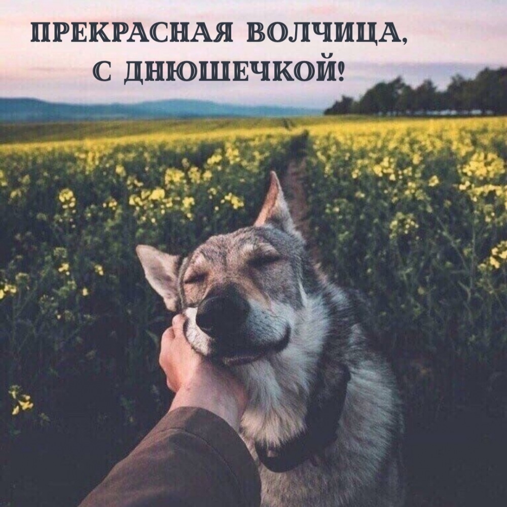 Прекрасная волчица, с днюшечкой!
