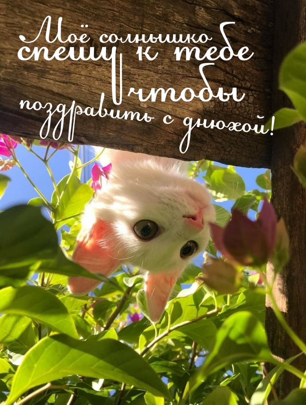 Моё солнышко спешу к тебе чтобы поздравить с днюхой!