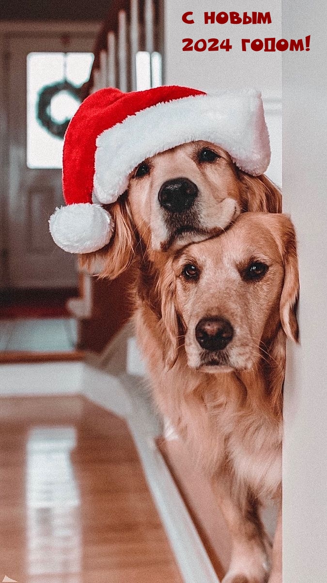 С новым 2024 годом!