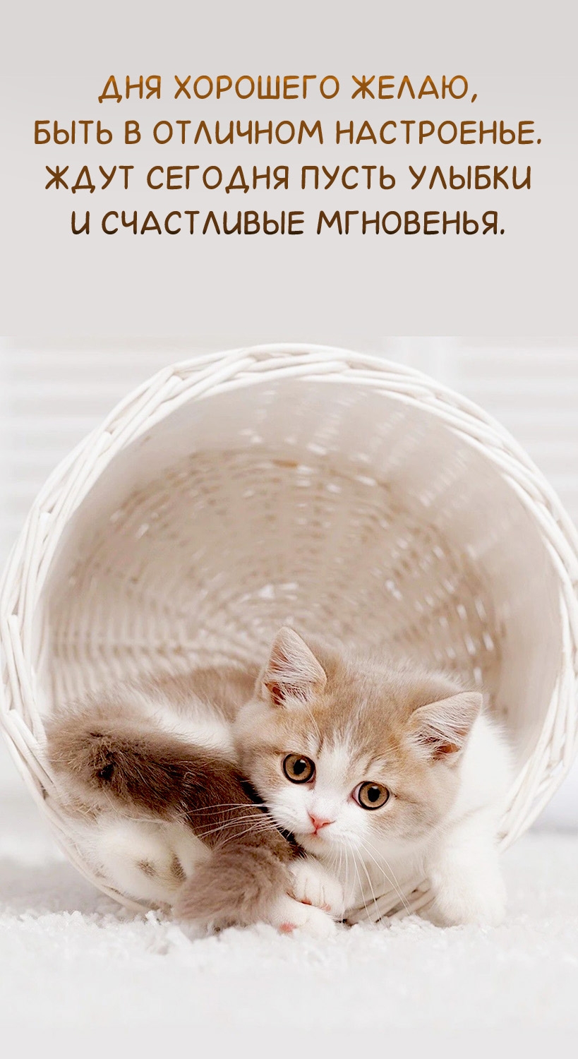 Дня хорошего желаю, быть в отличном настроенье.