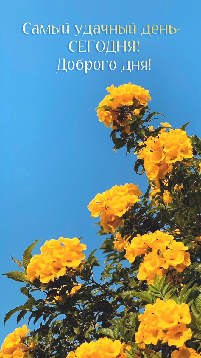 Самый удачный день - СЕГОДНЯ! Доброго дня!
