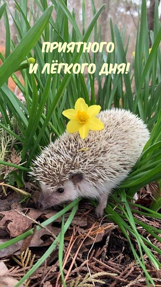 Приятного И лёгкого дня!