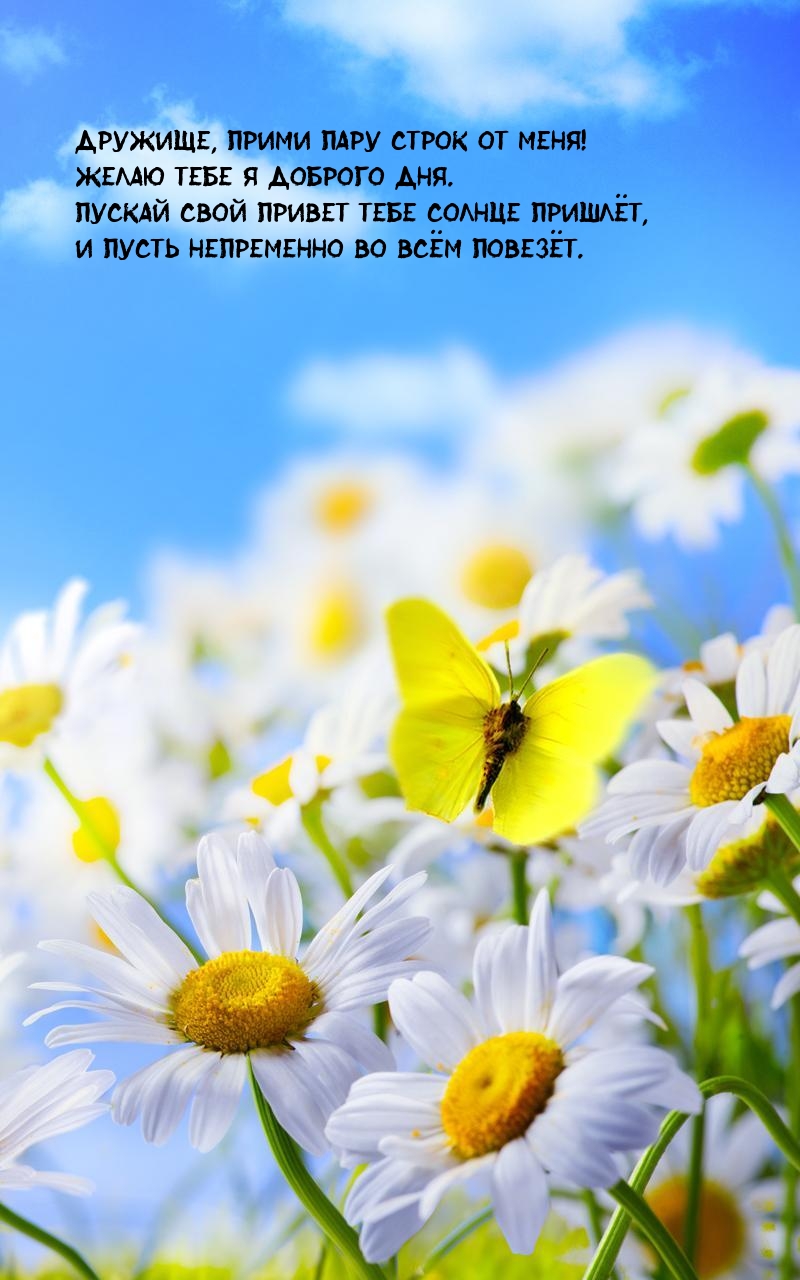 Дружище, прими пару строк от меня! Желаю тебе я доброго дня.