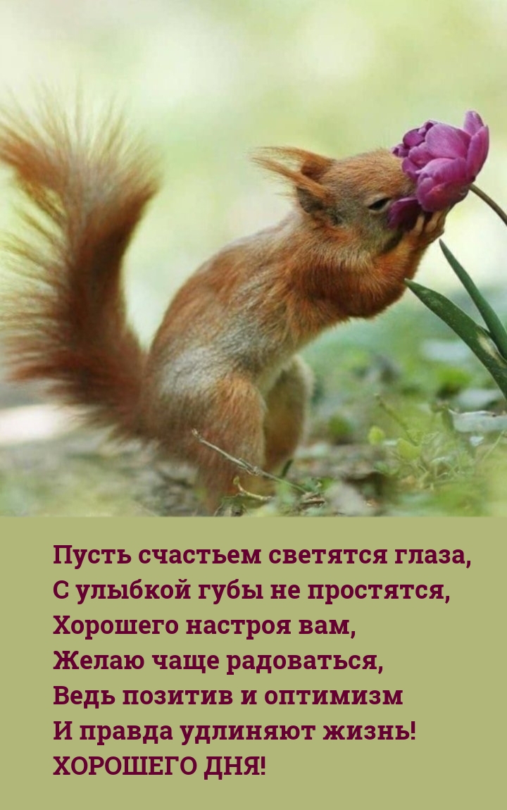 Хорошего дня! Пусть счастьем светятся глаза, с улыбкой губы не простятся