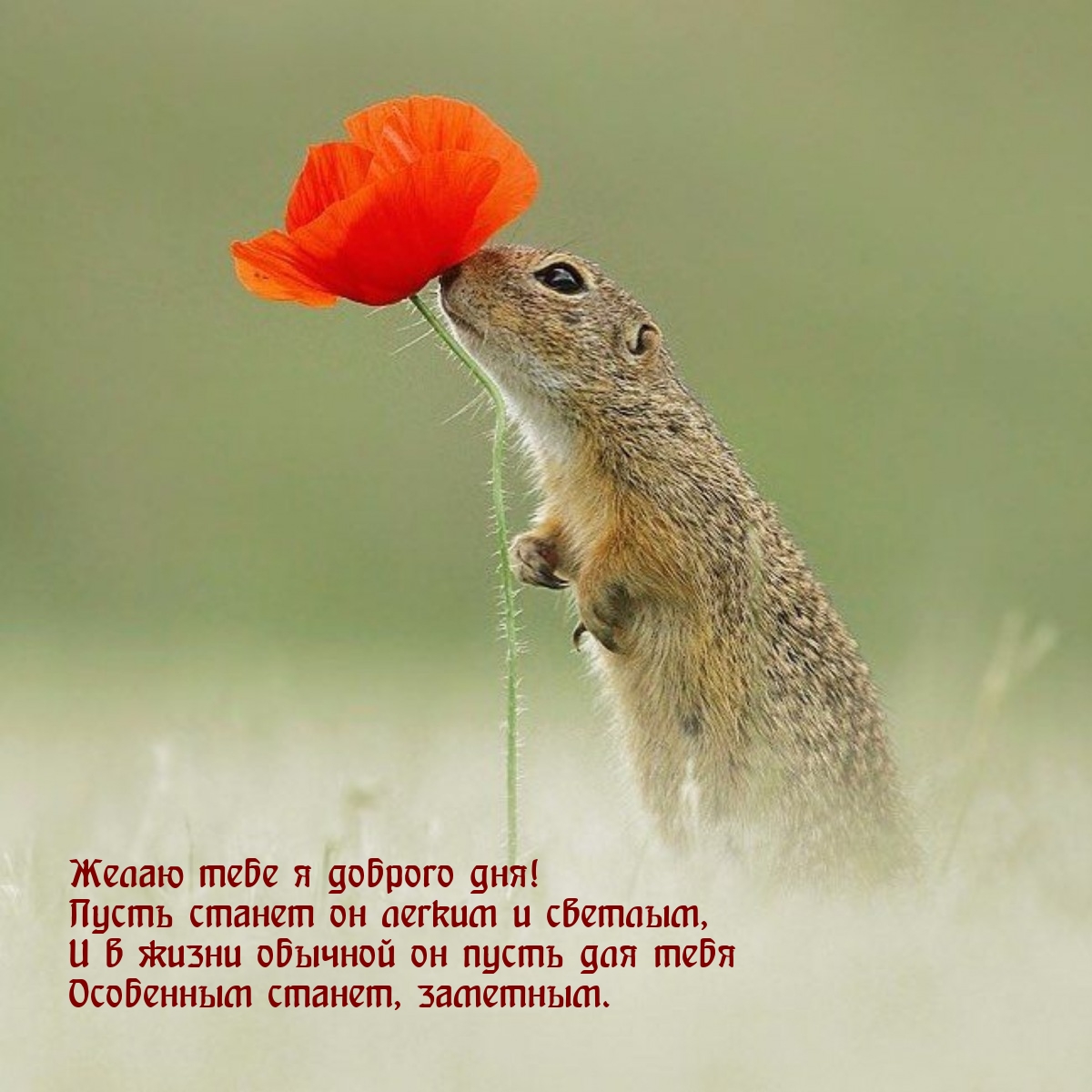 Желаю тебе я доброго дня! Пусть станет он легким и светлым