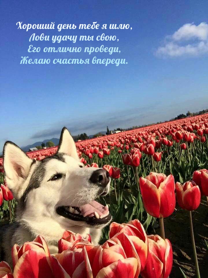 Хороший день тебе я шлю, лови удачу ты свою, его отлично проведи