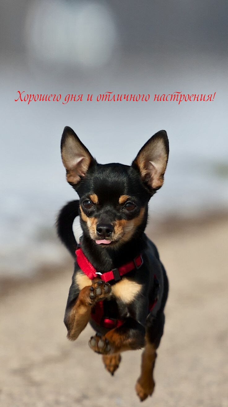 Хорошего дня и отличного настроения!