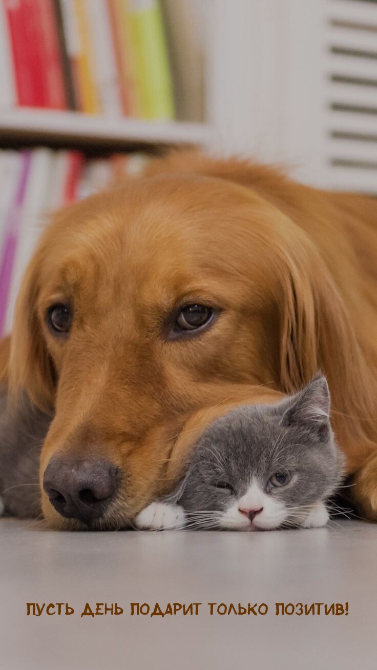 Пусть день подарит только позитив!
