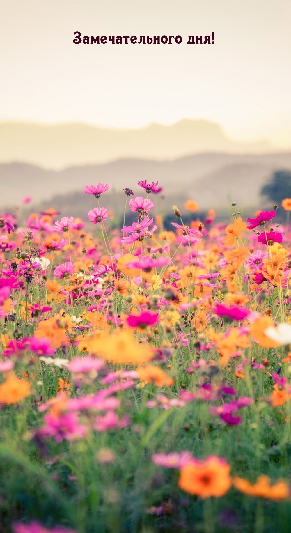 Замечательного дня!