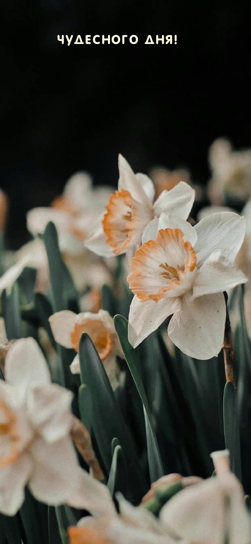 Чудесного дня!