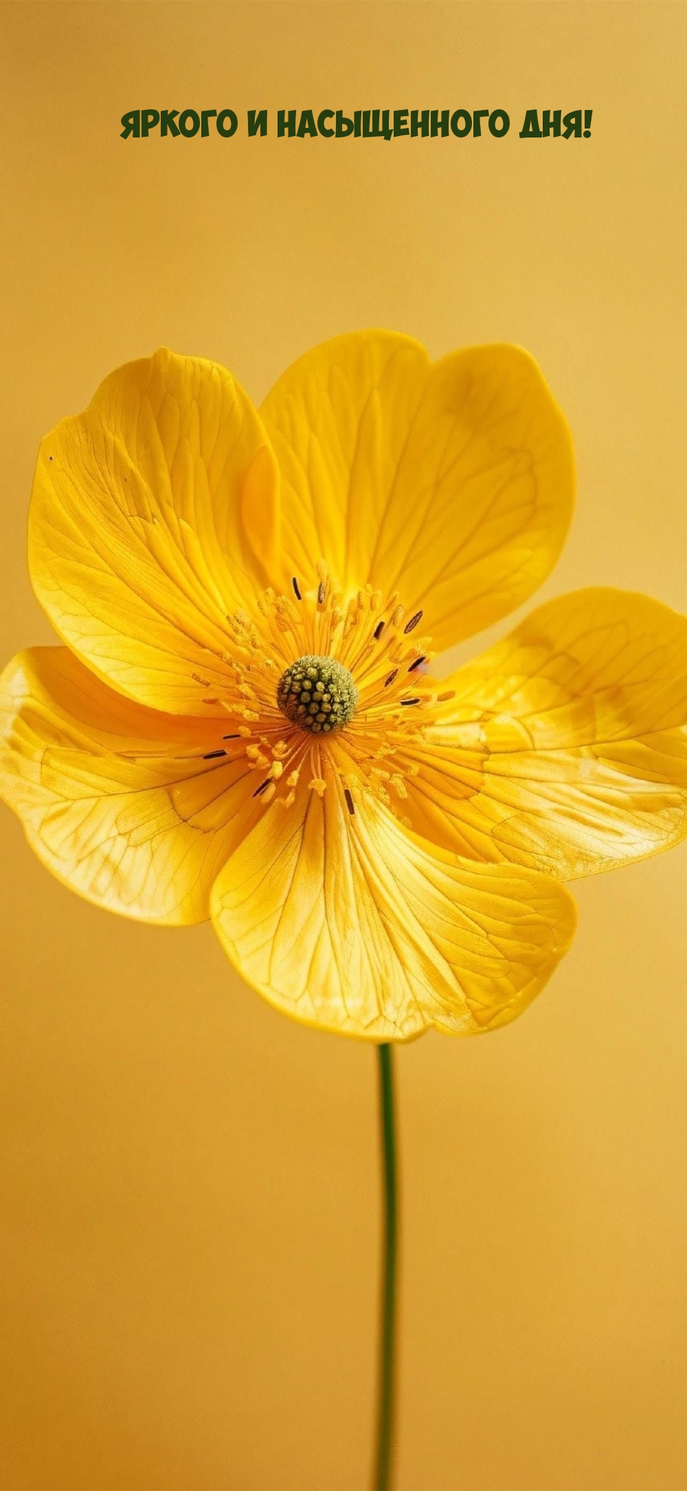 Яркого и насыщенного дня!