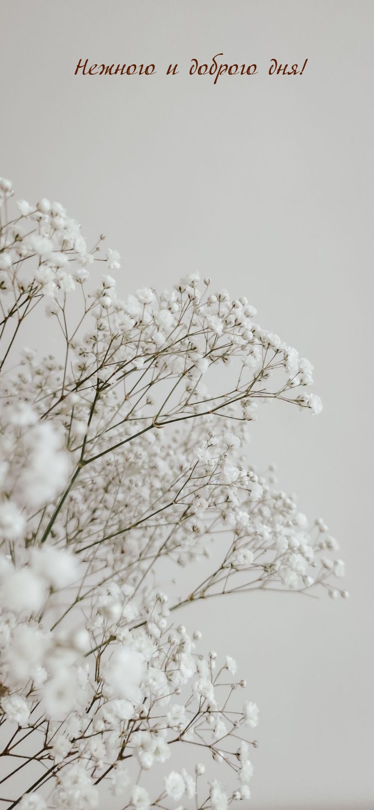 Нежного и доброго дня!