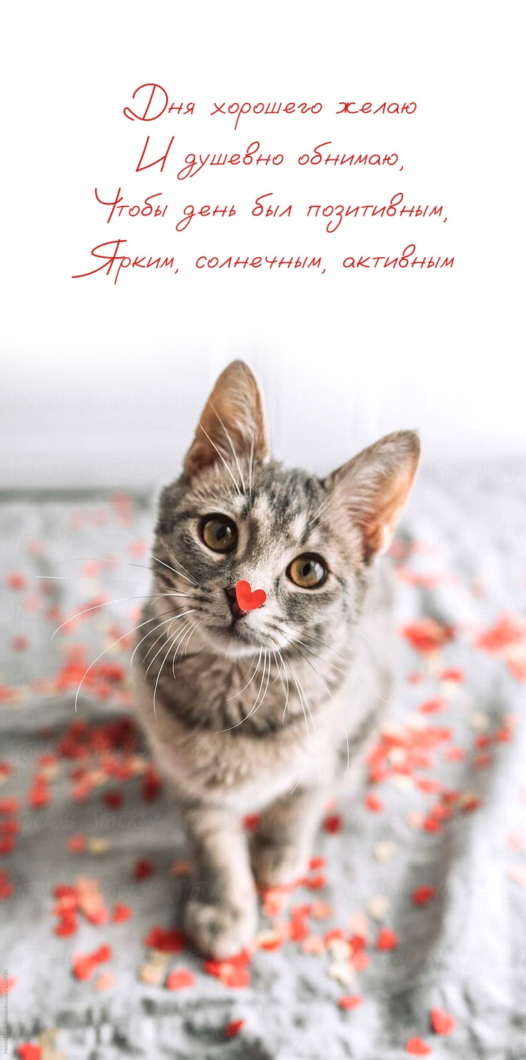 Дня хорошего желаю и душевно обнимаю, чтобы день был позитивным
