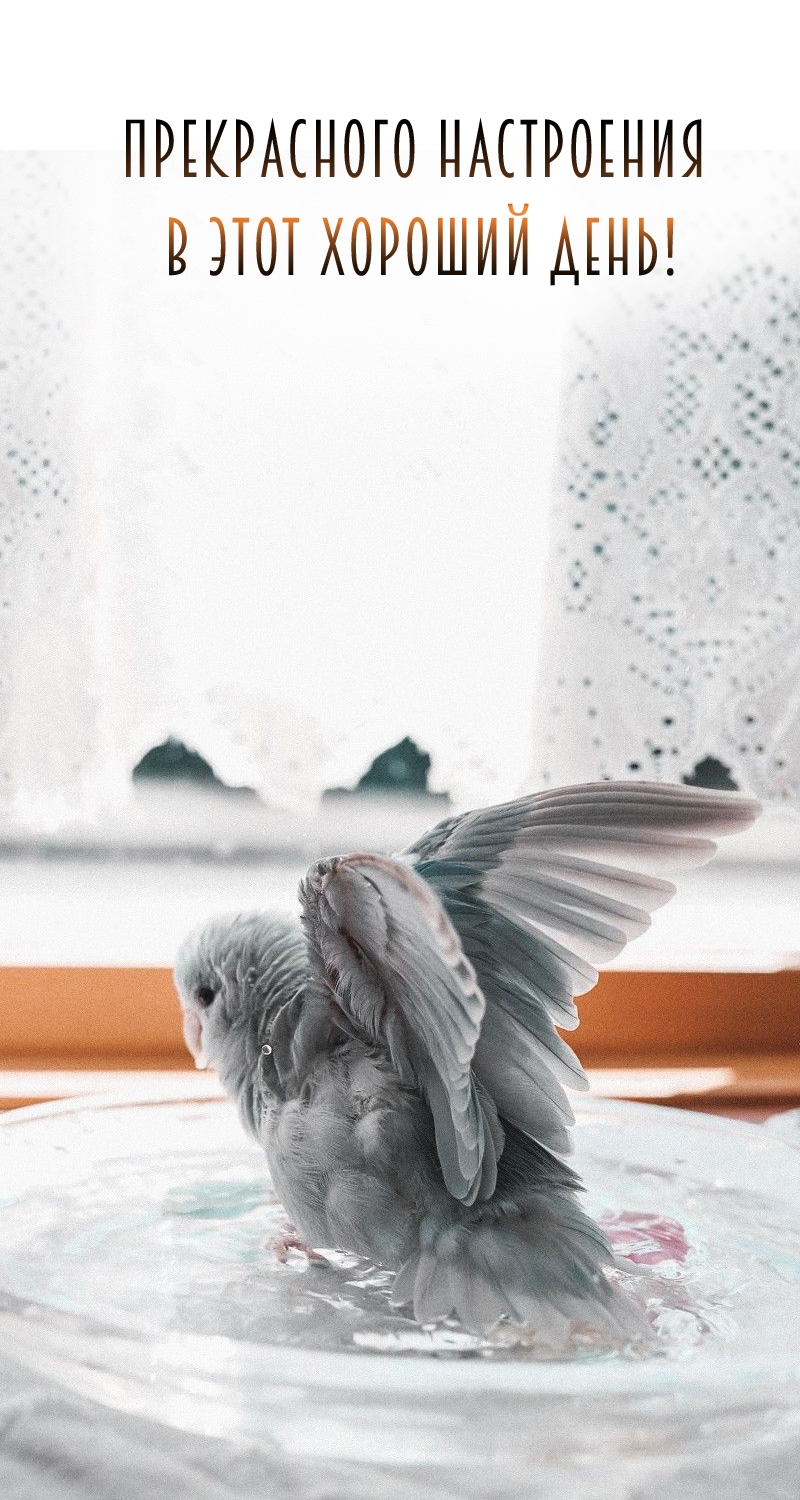 Прекрасного настроения в этот хороший день!