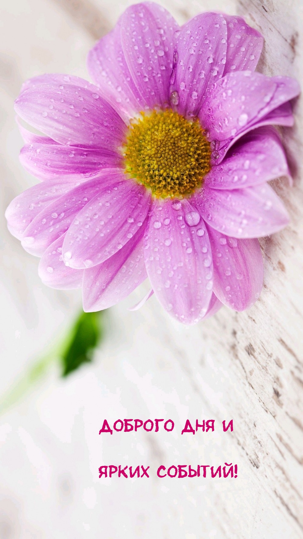 Доброго дня и ярких событий!