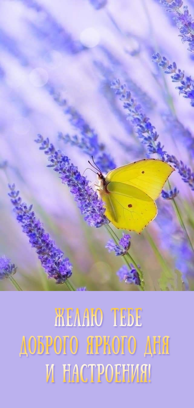 Желаю тебе доброго яркого дня и настроения!