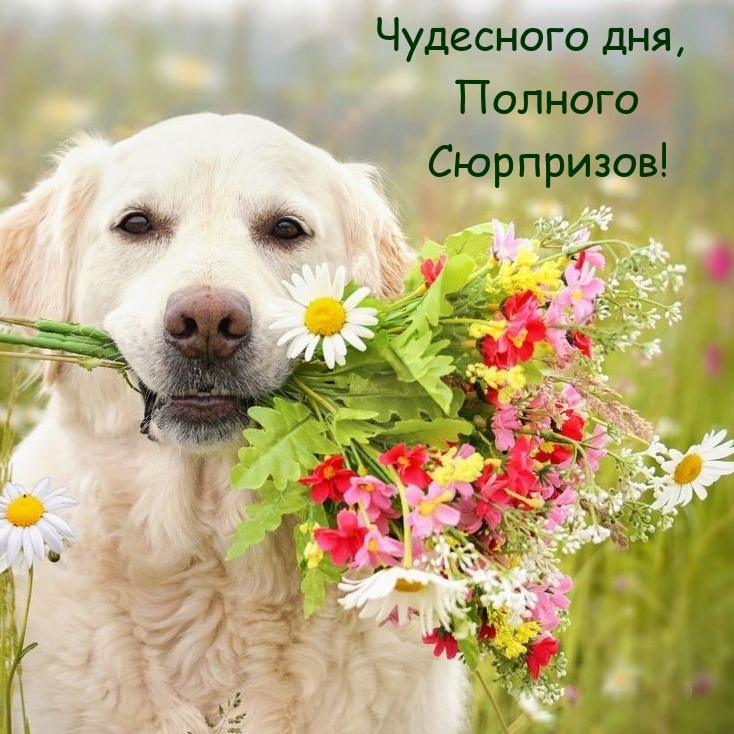 Чудесного дня, полного сюрпризов!
