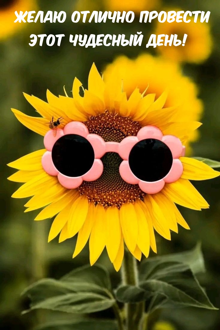 Желаю отлично провести этот чудесный день!