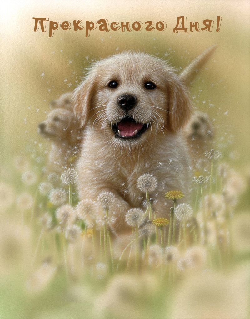 Прекрасного Дня!