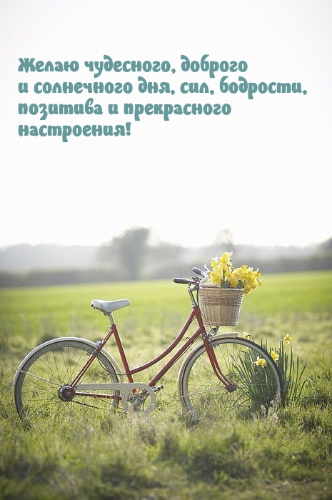 Желаю чудесного, доброго и солнечного дня, сил, бодрости