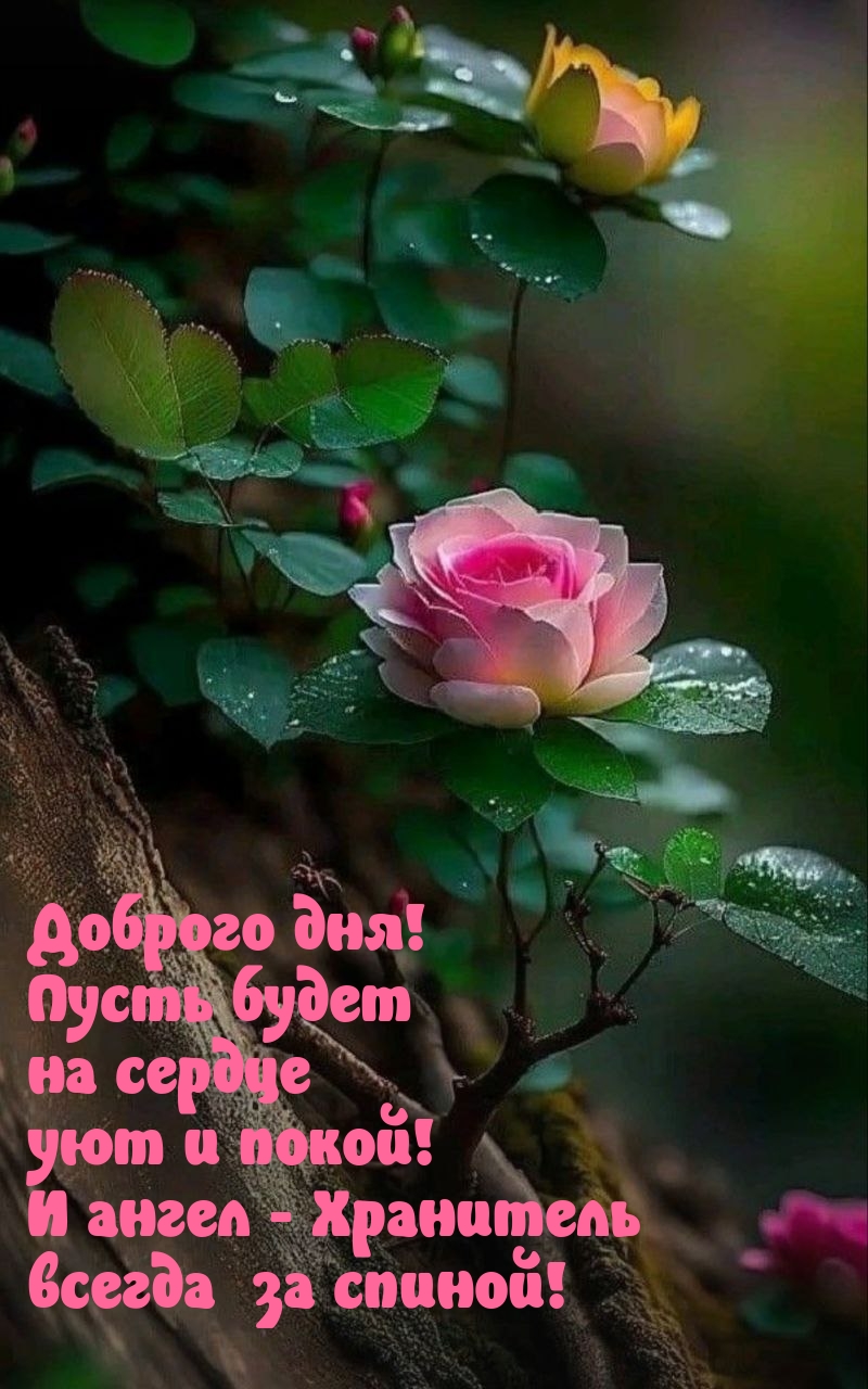 Доброго дня! Пусть будет на сердце уют и покой!