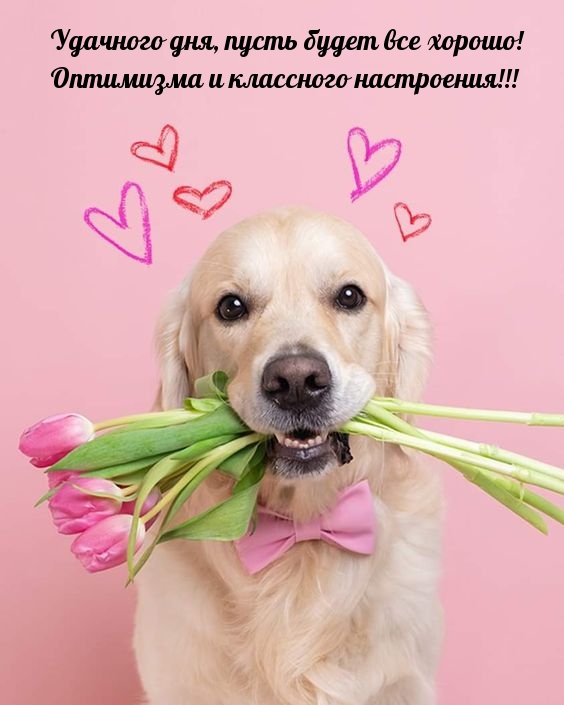 Удачного дня, пусть будет все хорошо! Оптимизма и настроения!
