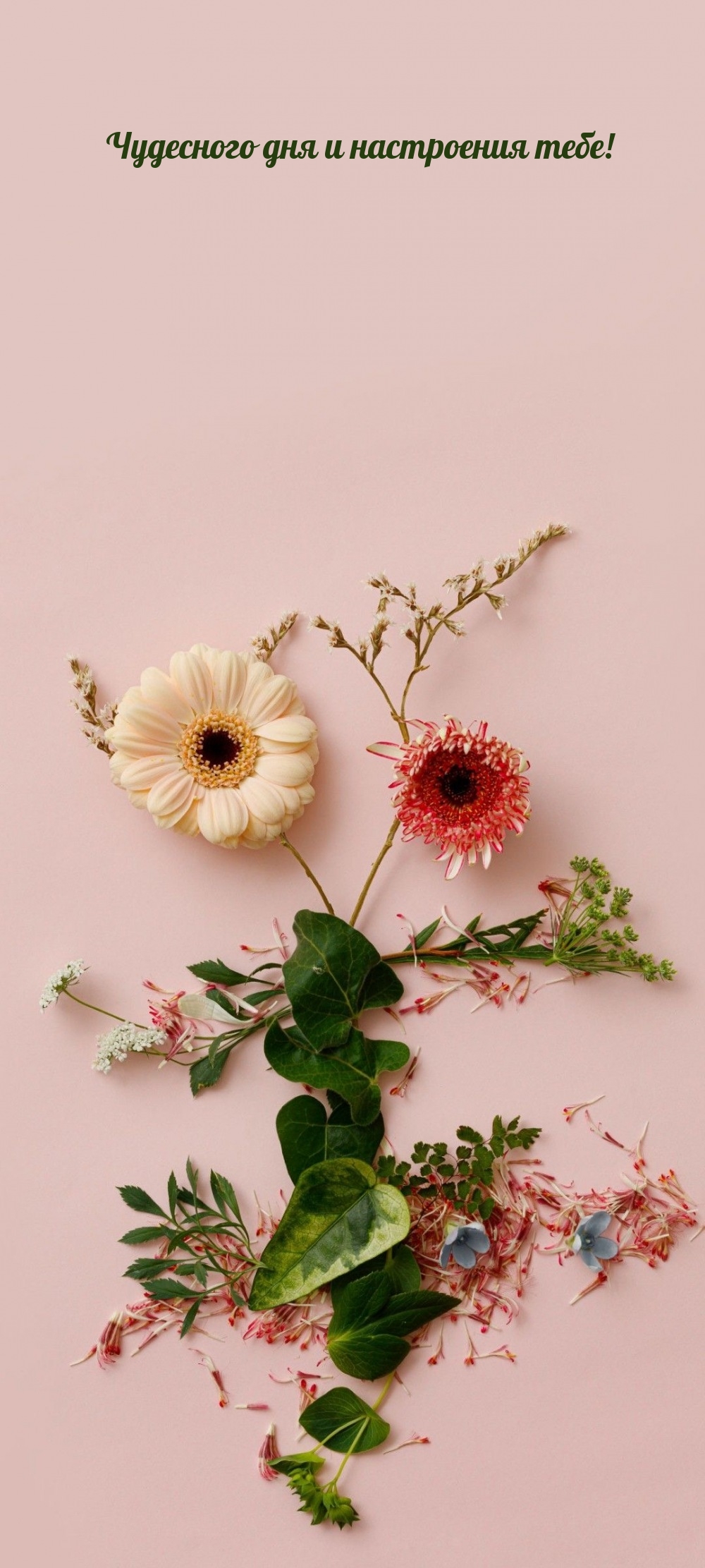 Чудесного дня и настроения тебе!