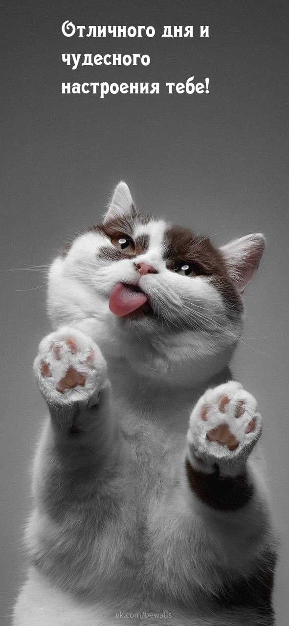 Отличного дня и чудесного настроения тебе!