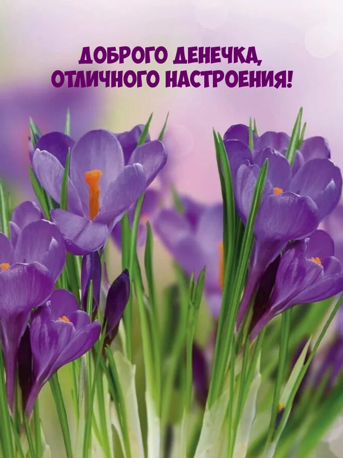 Доброго денечка, отличного настроения!