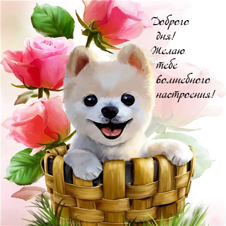 Доброго дня! Желаю тебе волшебного настроения!