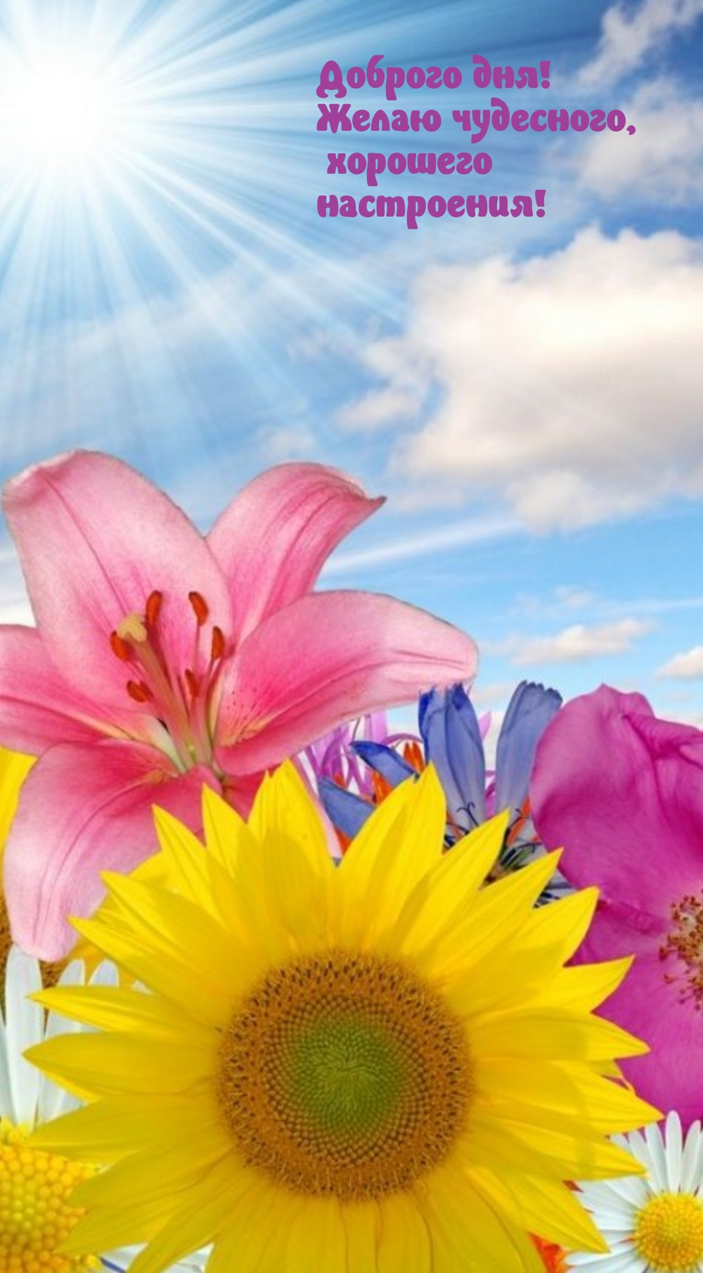 Доброго дня! Желаю чудесного, хорошего настроения!